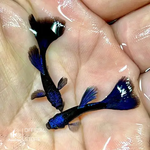 Cá Bảy Màu Guppy: Hướng Dẫn Nuôi, Chăm Sóc Và Nhân Giống Chi Tiết
