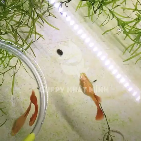 Cá Bảy Màu Khó Đẻ