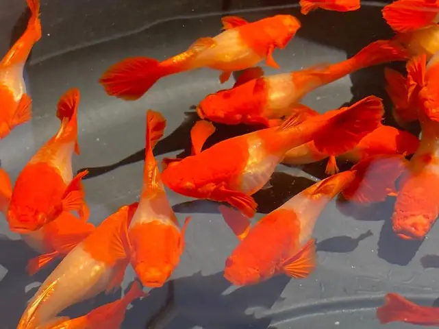 Cá Bảy Màu Koi Đỏ