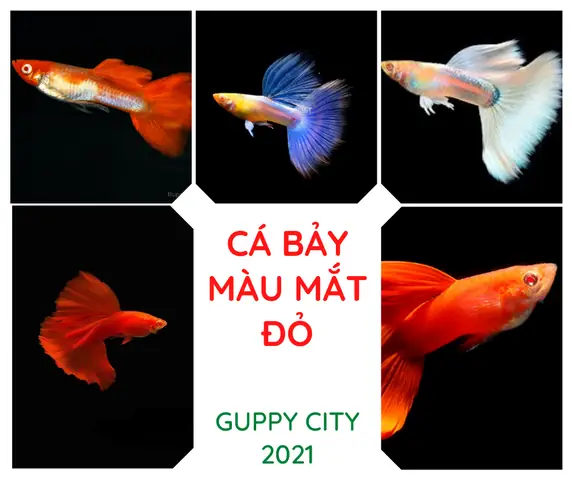 Cá Bảy Màu Mắt Đỏ