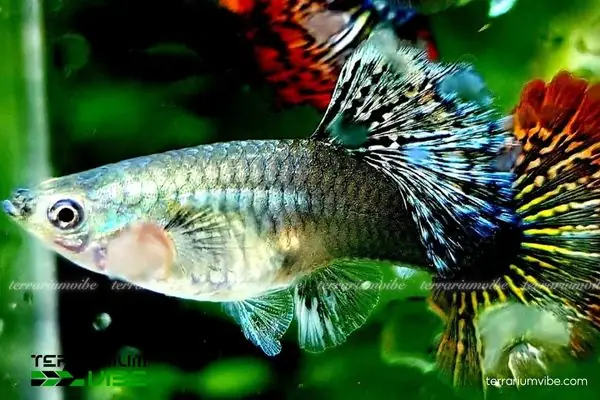 Tập Tính Sinh Học