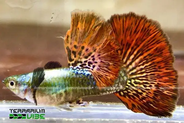 Giá Của Cá Bảy Màu Rồng Đỏ Tham Khảo