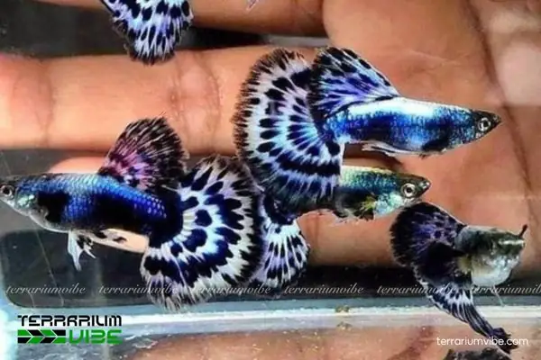 Phòng Và Trị Bệnh