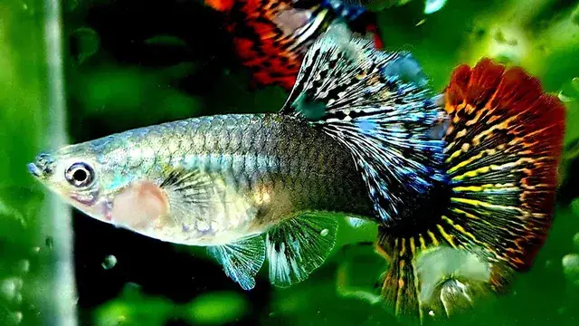 Làm Thế Nào Để Nhân Giống Cá Bảy Màu Thái?