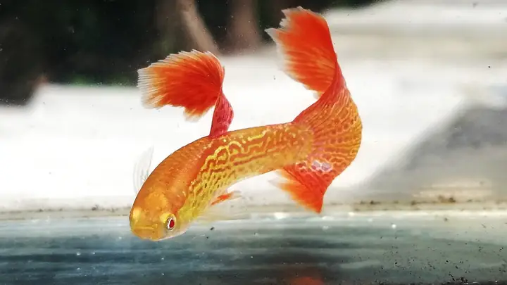 Cá Bảy Màu Thuần Chủng