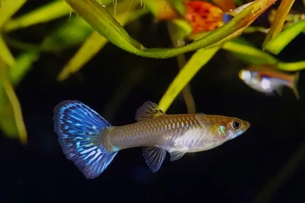 Cá Bảy Màu Thường