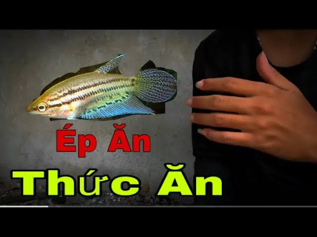 Cá Bảy Trầu Ăn Gì? Hướng Dẫn Chi Tiết Về Chế Độ Ăn Và Cách Nuôi