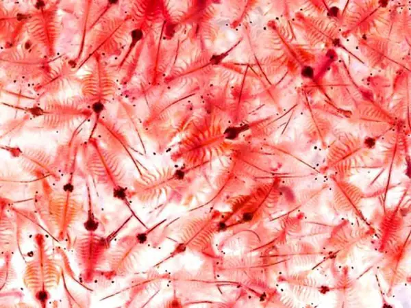 Artemia (ấu Trùng Tôm)