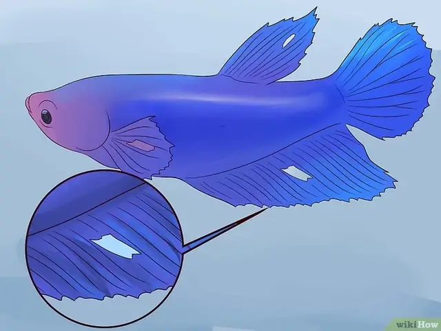 Cá Betta Bị Nhạt Màu: Nguyên Nhân & Cách Khôi Phục Sắc Tố Hiệu Quả