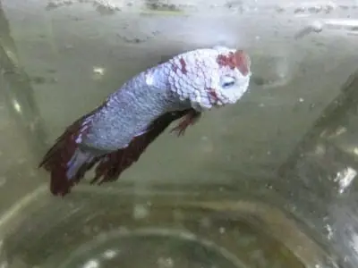 Cá Betta Bị Sưng Mang: Nguyên Nhân Và Cách Xử Lý Hiệu Quả