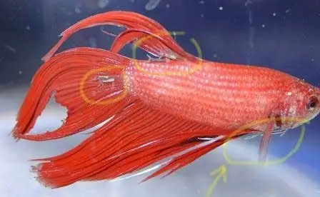 Cá Betta Bị Thối Vây