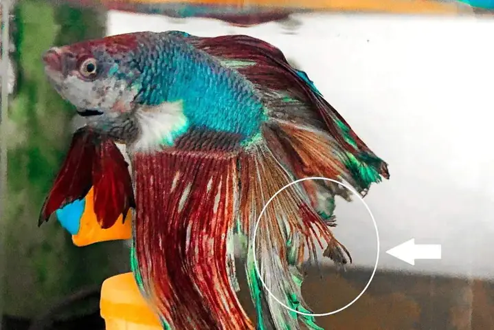 Hướng Dẫn Dùng Thuốc Chữa Thối Vây Cho Cá Betta Hiệu Quả