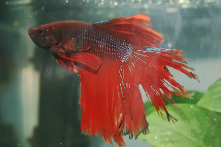 Tổng Quan Về Bệnh Thối Vây Ở Cá Betta