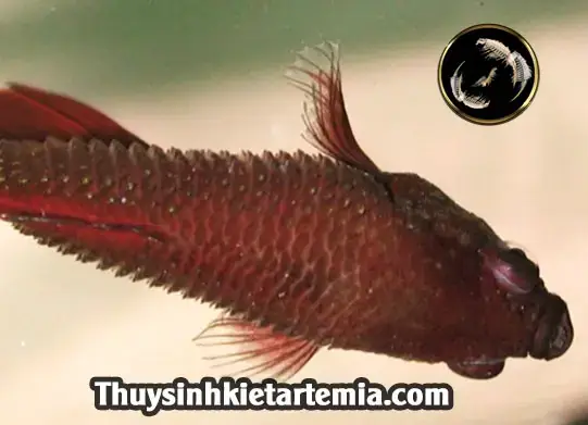 Nguyên Nhân Cá Betta Bị Xù Vảy