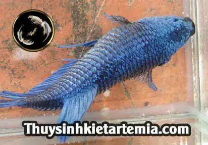 Cách Trị Cá Betta Bị Xù Vảy