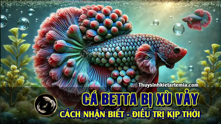 Ca Betta Bi Xu Vay