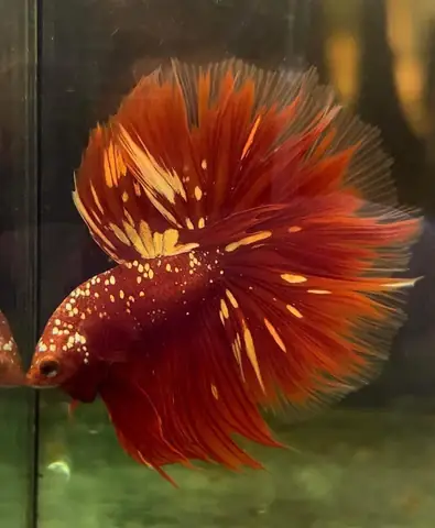 1/ Red Gold Galaxy Halfmoon - Từ Thái Lan - $150