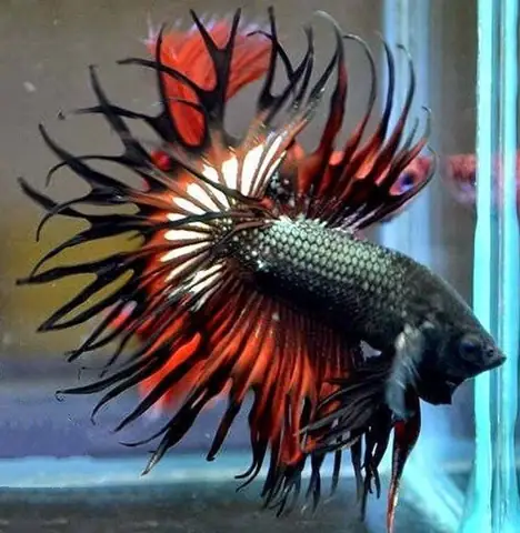 5/ King Crowntail Halfmoon - Từ Thái Lan - $70-120