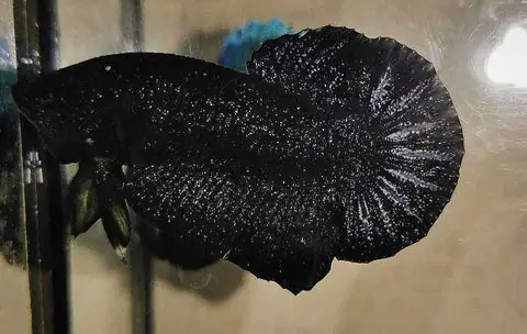 8/ Avarta Black Stardust - Từ Thái Lan - $150
