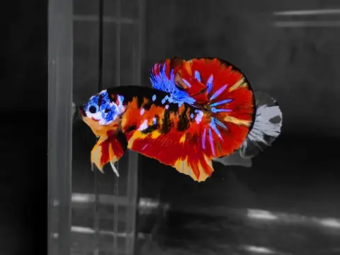 2/ Plakat Nửa Vầng Trăng Đeo Mặt Nạ Lửa Nemo - Từ Việt Nam - $100