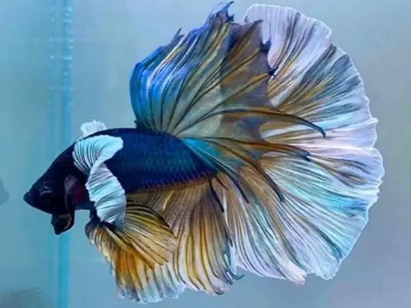 Đặc Điểm Tính Cách Của Cá Betta Dumbo Halfmoon
