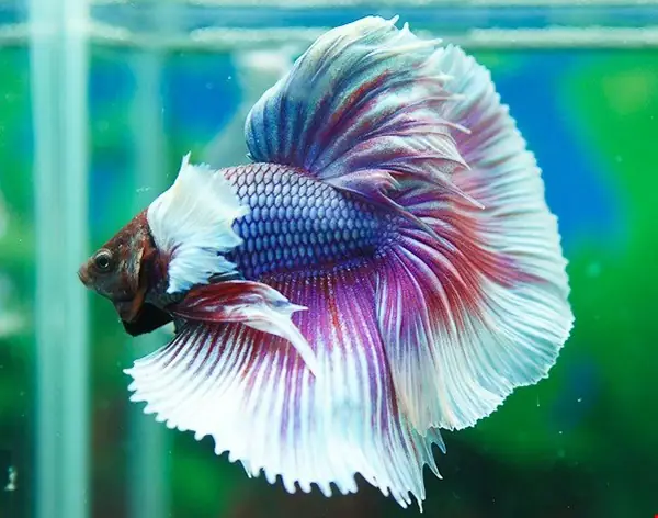 Những Bệnh Thường Gặp Ở Cá Betta Dumbo Halfmoon