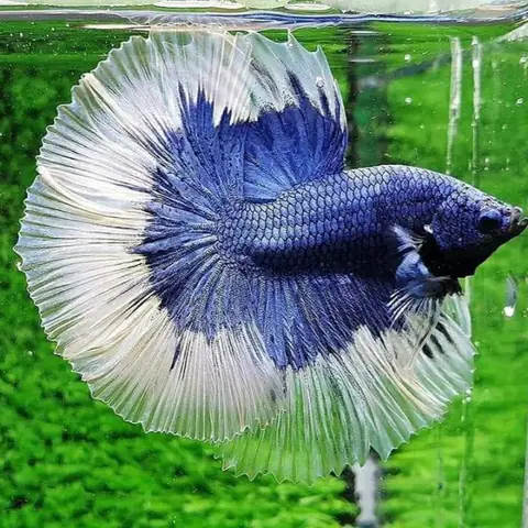Giá Cá Betta Dumbo Halfmoon Trên Thị Trường