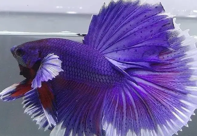 Lưu Ý Khi Nuôi Cá Betta Dumbo Halfmoon