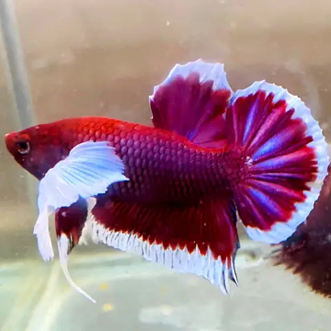 Cá Betta Dumbo Lavender