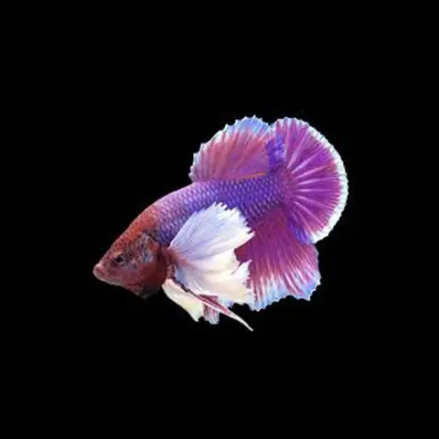 Đặc Điểm Ngoại Hình Của Cá Betta Dumbo Lavender