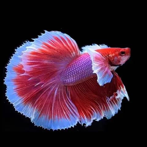 Nguồn Gốc Và Lịch Sử Của Cá Betta Dumbo Lavender