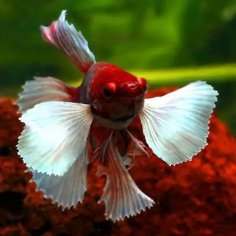 Tính Cách Và Hành Vi Của Cá Betta Dumbo Lavender