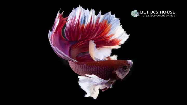 Cá Betta Dumbo Cá Betta Dumbo