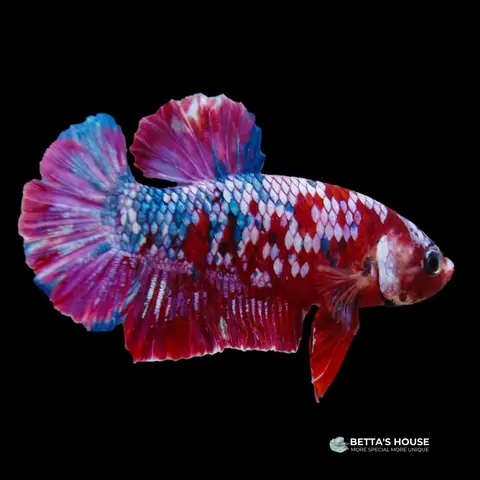 Cá Betta Koi Nemo