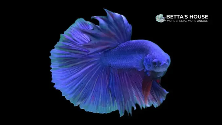 Cá Betta Đuôi Dài Cá Betta Đuôi Dài