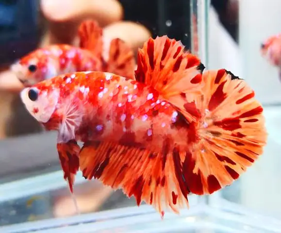 Đặc Điểm Nhận Dạng Cá Betta Đuôi Ngắn
