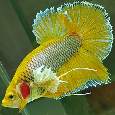 Cá Betta Dumbo