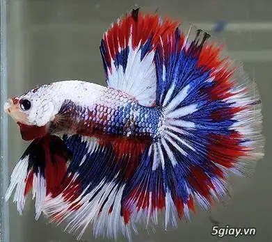 Tại Sao Cá Betta Lại Được Yêu Thích Đến Vậy?