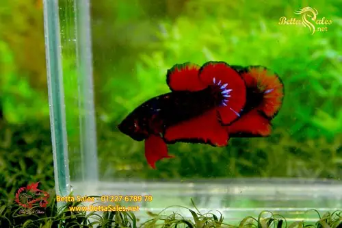 Cá Betta Hellboy Là Gì? Toàn Cảnh Về Loài Cá Cảnh Được Yêu Thích
