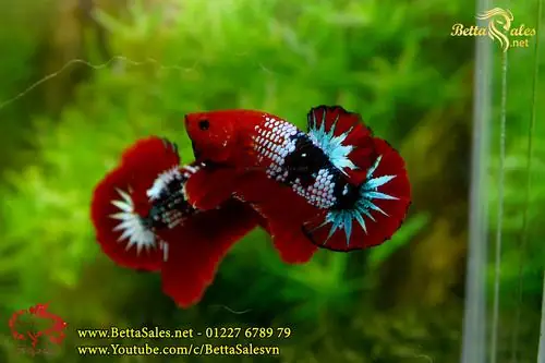 Cá Betta Hellboy Là Gì? Toàn Cảnh Về Loài Cá Cảnh Được Yêu Thích