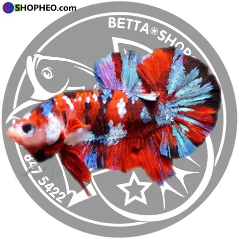 Mức Giá Cá Betta Koi Galaxy