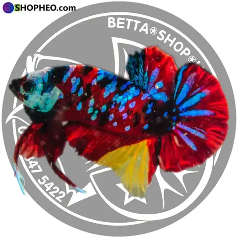 Vì Sao Cá Betta Koi Galaxy Lại Có Ý Nghĩa Về Mặt Phong Thuỷ?
