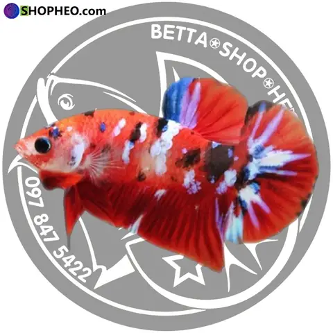 Mức Giá Cá Betta Koi Galaxy