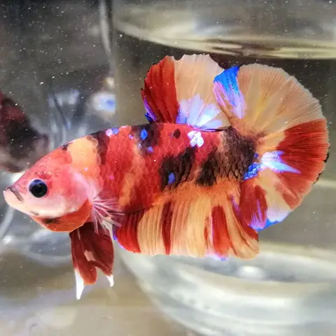 Nguồn Gốc Betta Nemo, Betta Candy Và Cách Lai Tạo Betta Nemo , Betta Candy