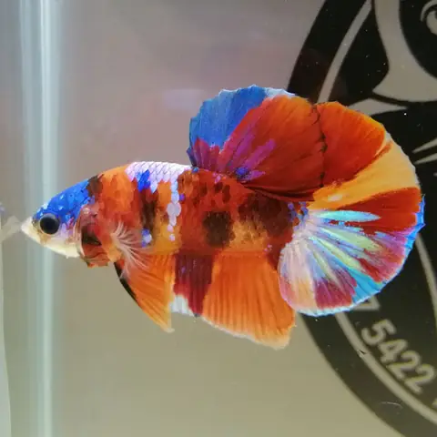 Tuyển Tập Những Mẫu Cá Betta Koi Nemo Galaxy Đẹp Không Thể Cưỡng