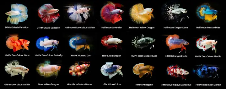Giới Thiệu Thông Tin Về Cá Betta