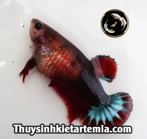 Nhận Biếtcá Betta Mái Căng Trứng