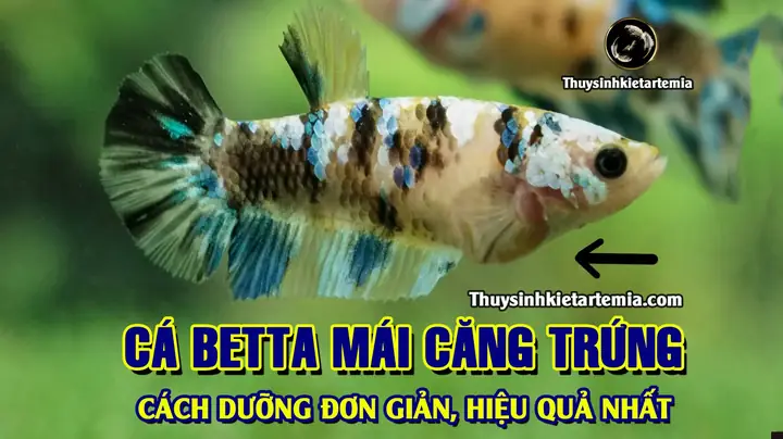 Cách Dưỡng Cá Betta Mái Căng Trứng