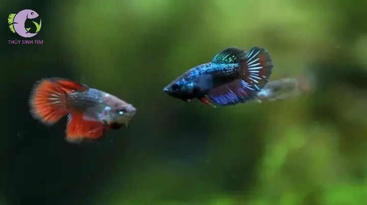 Giới Thiệu Chung Về Cá Betta (mái)