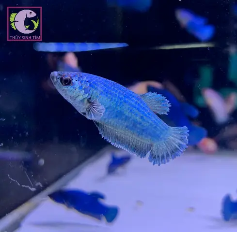 Ca Betta Mai 1 Ca Betta Mai 1